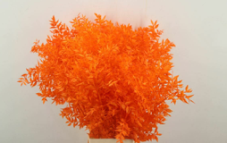 Ruskus orange
