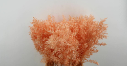 Ruskus apricot