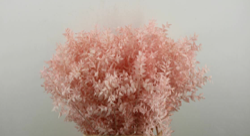 Ruskus rose