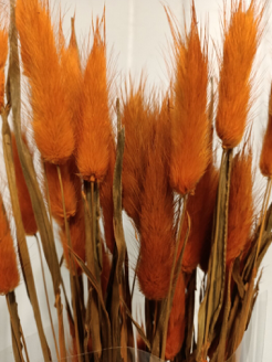 Lagurus Puschel orange