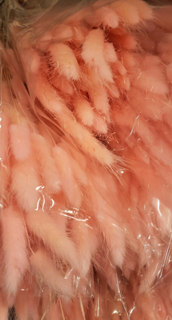 Lagurus Puschel rosa