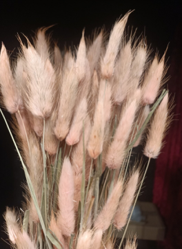 Lagurus Puschel alt rosa