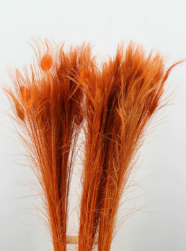 Pfauenfedern orange