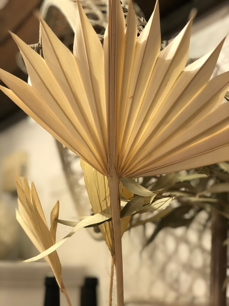 Palmblatt gebleicht